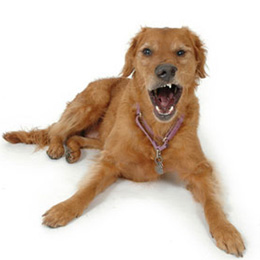 Strach przed psami - kynofobia (dogofobia)
